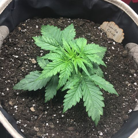 Gorilla Glue Auto growlog timeline photo