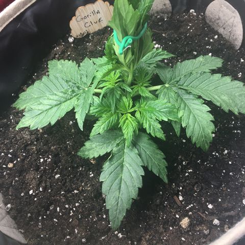 Gorilla Glue Auto growlog photo: 3 weeks LST exposing the lower nodes (bud sites) 