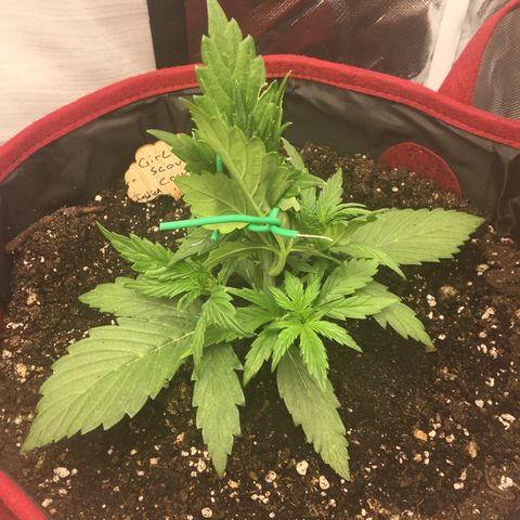 Girl Scout Cookies Auto growlog photo: 3 weeks. LST training exposing the lower nodes (bud sites) to the light. 