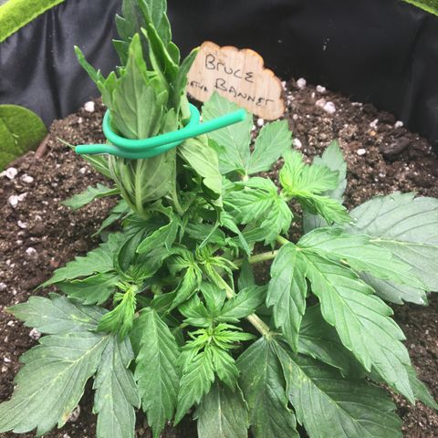 Auto Bruce Banner #3 growlog photo: LST