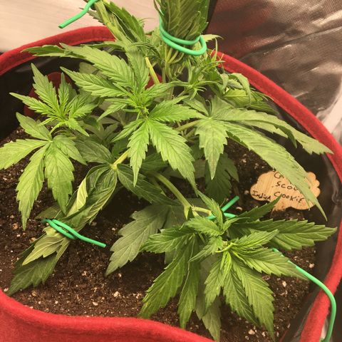 Girl Scout Cookies Auto growlog photo: LST