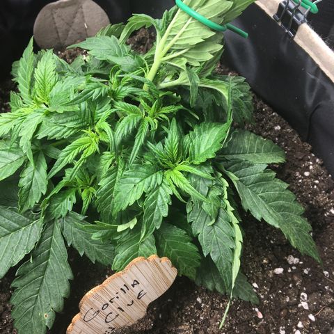 Gorilla Glue Auto growlog photo: LST