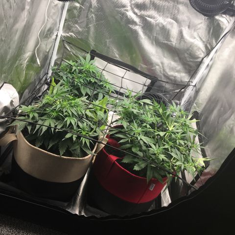 Gorilla Glue Auto growlog photo: SGROG net installed day 1