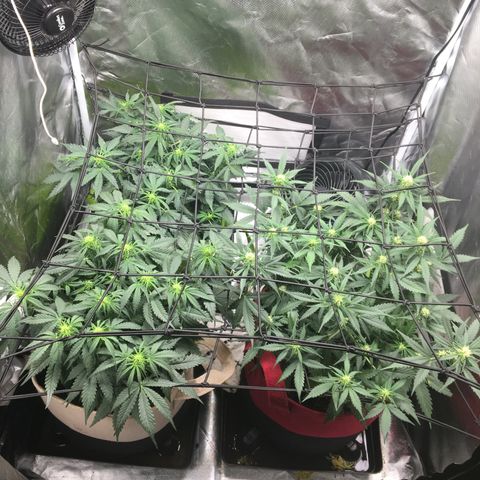 Gorilla Glue Auto growlog photo: 2 SCROG nets LST