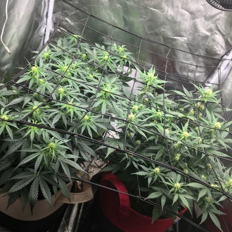 Gorilla Glue Auto growlog photo: Just fed and watered. Girls are always thirsty!! 