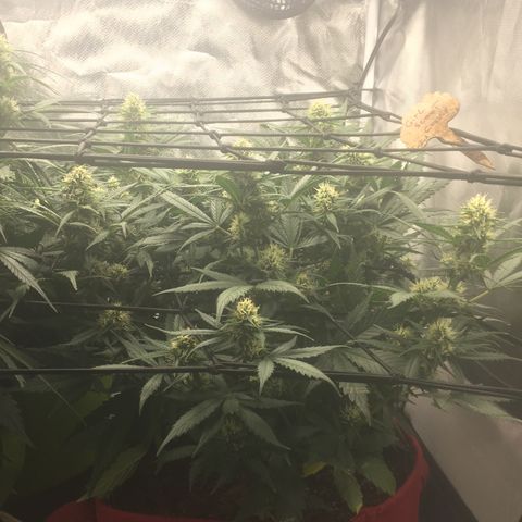 Girl Scout Cookies Auto growlog photo: Week 4 of Flower! The sweet scent of its buds are intoxicating. I’m sure the Coco Water added to her diet helps with that.  