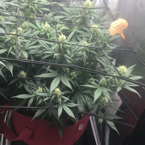 Girl Scout Cookies Auto growlog photo: Week 4 of Flower! The sweet scent of its buds are intoxicating. I’m sure the Coco Water added to her diet helps with that.  