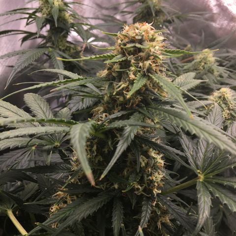 Girl Scout Cookies Auto growlog photo: Tricomes clear
