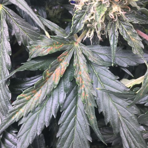 Auto Bruce Banner #3 growlog photo: Suspected Calcium dysficiancy (dark Orange rust colored spots on budsite fan leaves. 