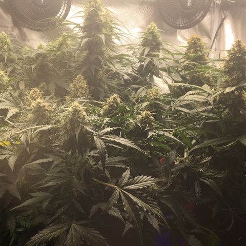 Gorilla Glue Auto growlog photo: Week 6 Flower
All three girls. Left to right - BB, GSK, GG (rear tall)