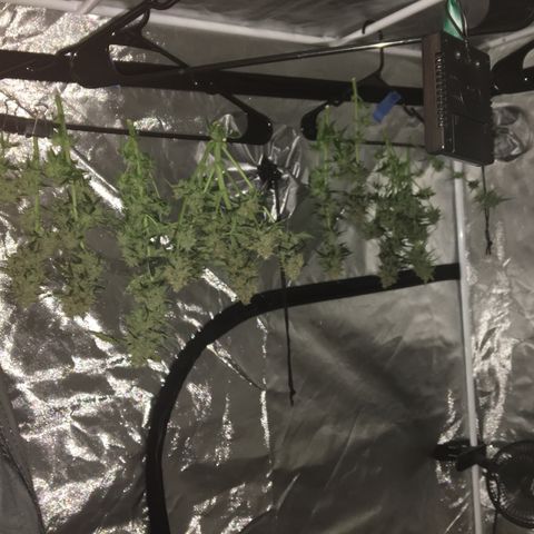 Gorilla Glue Auto growlog photo: GG harvested and hung to dry in the 4x4x80 tent. (65-70 deg. / 45-50 Rh) 