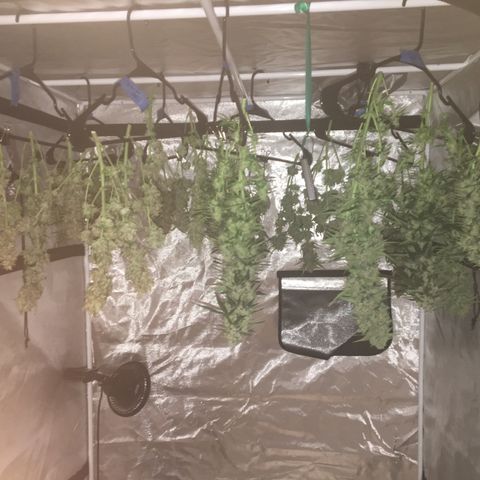 Gorilla Glue Auto growlog photo: All harvested and hung to dry. 