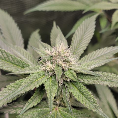 Weekend at Gary's  #2 growlog timeline photo