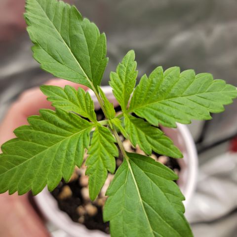 Bahama berry  growlog timeline photo