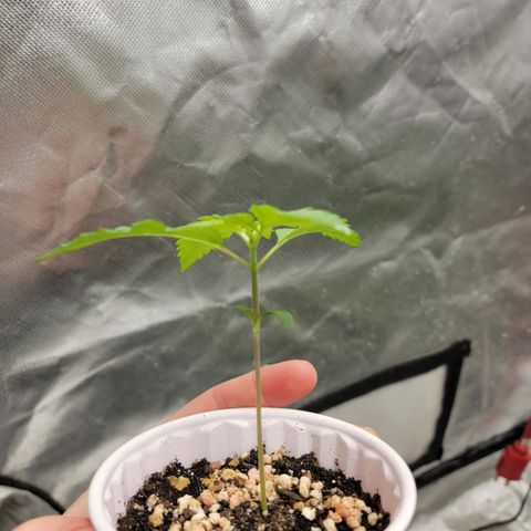 Bahama berry  growlog timeline photo