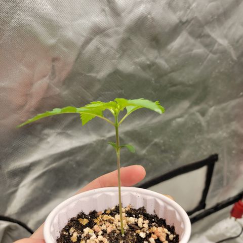 Bahama berry  growlog timeline photo
