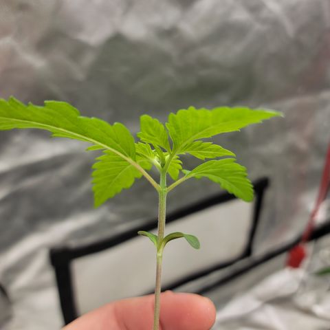 Bahama berry  growlog timeline photo