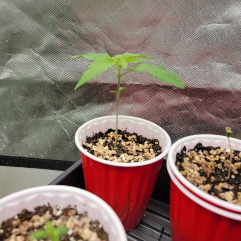 Bahama berry  growlog timeline photo