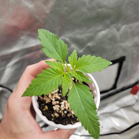 Bahama berry  growlog timeline photo