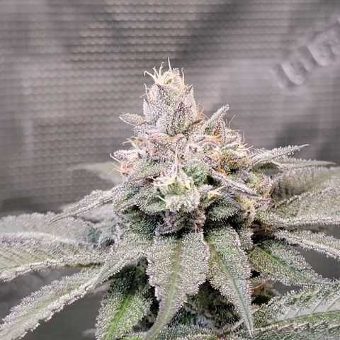 Weekend at Gary's  #2 growlog timeline photo