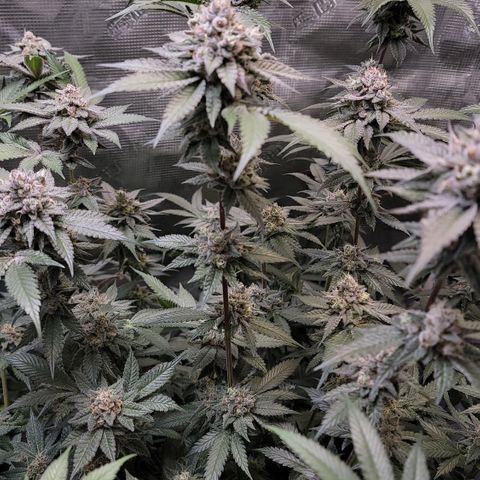 Weekend at Gary's  #2 growlog timeline photo