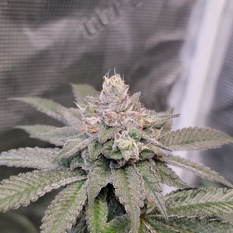 Weekend at Gary's  #2 growlog timeline photo