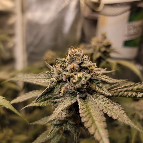 Weekend at Gary's  #2 growlog timeline photo