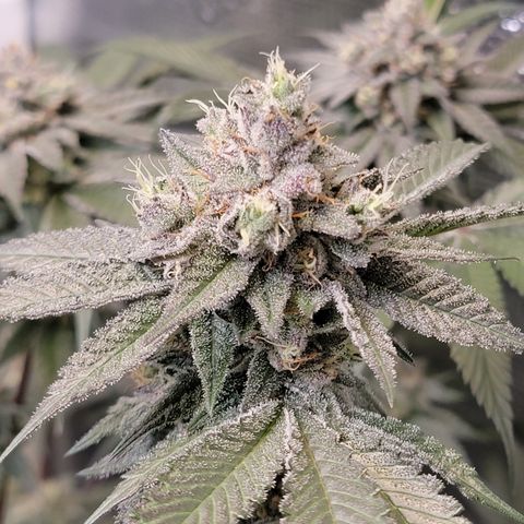 Weekend at Gary's  #2 growlog timeline photo