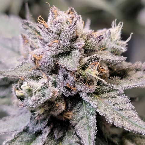 Weekend at Gary's  #2 growlog timeline photo
