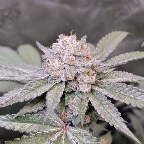 Weekend at Gary's  #2 growlog timeline photo