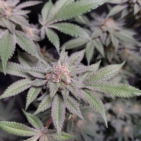 Weekend at Gary's  #1 growlog timeline photo
