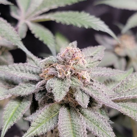 Weekend at Gary's  #1 growlog timeline photo