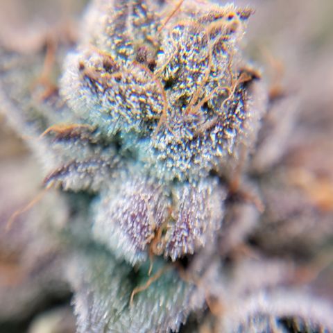 Weekend at Gary's  #2 growlog timeline photo