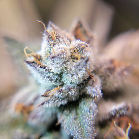 Weekend at Gary's  #2 growlog timeline photo