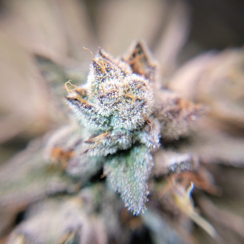 Weekend at Gary's  #2 growlog timeline photo