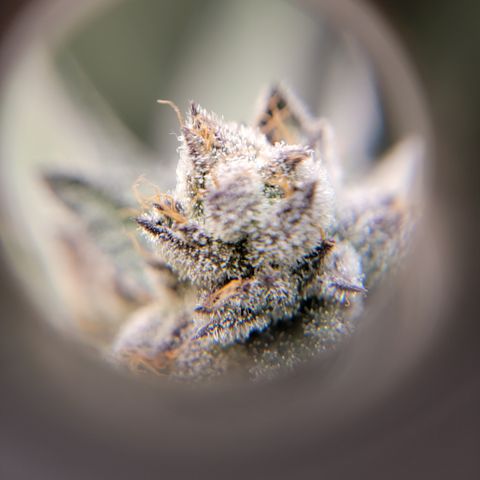 Weekend at Gary's  #2 growlog timeline photo