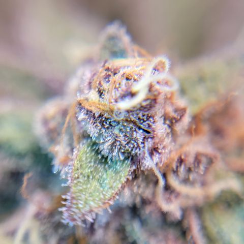Weekend at Gary's  #1 growlog timeline photo