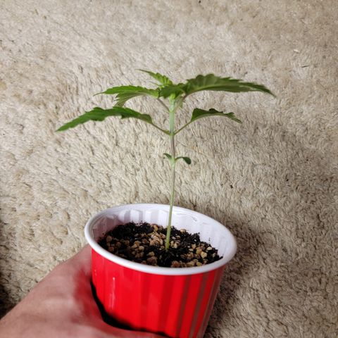 Bahama berry  growlog timeline photo