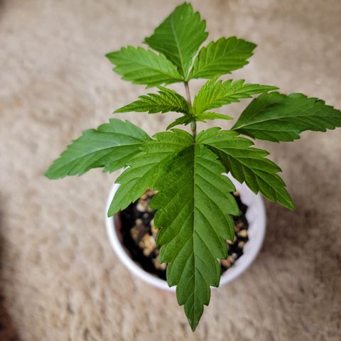 Bahama berry  growlog timeline photo