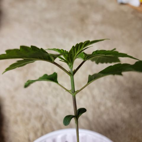 Bahama berry  growlog timeline photo