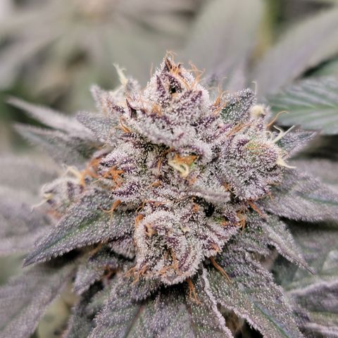 Weekend at Gary's  #2 growlog timeline photo