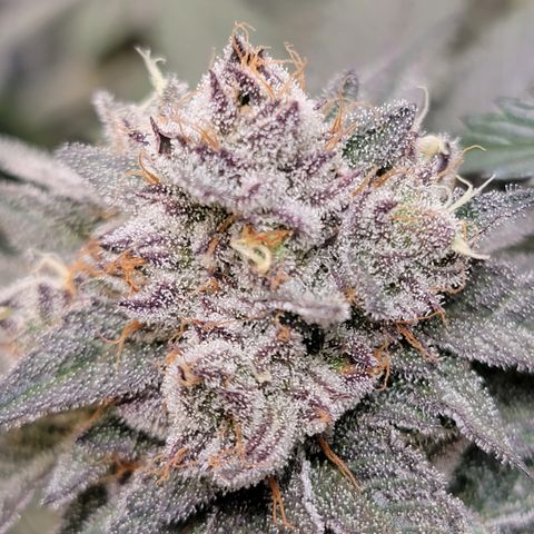 Weekend at Gary's  #2 growlog timeline photo