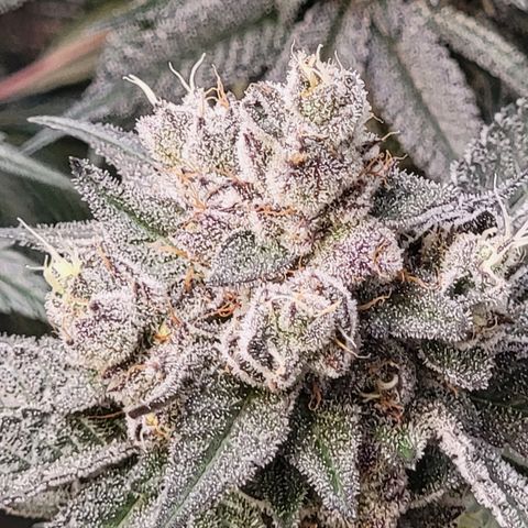 Weekend at Gary's  #2 growlog timeline photo