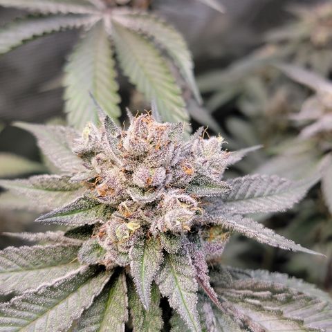 Weekend at Gary's  #2 growlog timeline photo