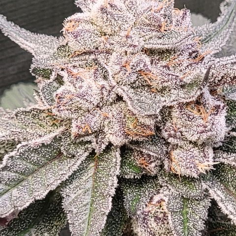 Weekend at Gary's  #2 growlog timeline photo