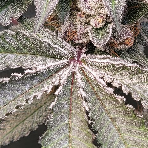 Weekend at Gary's  #2 growlog timeline photo