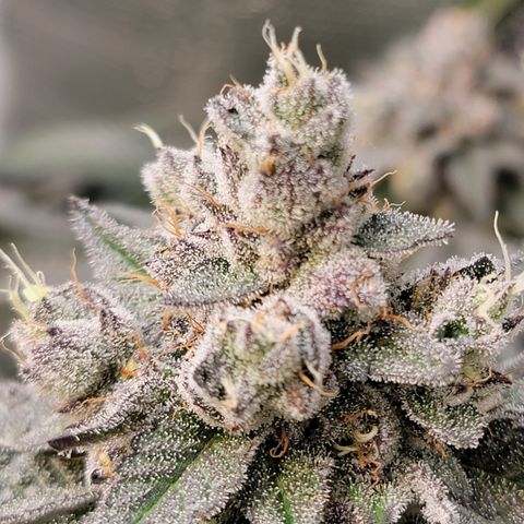 Weekend at Gary's  #2 growlog timeline photo