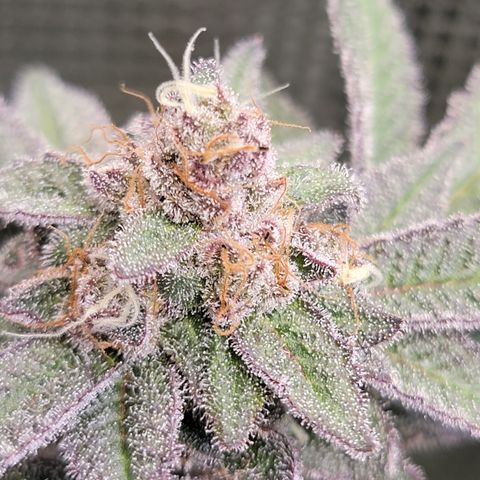 Weekend at Gary's  #1 growlog timeline photo