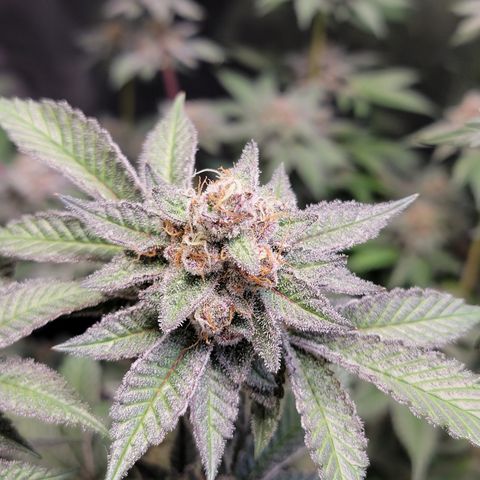 Weekend at Gary's  #1 growlog timeline photo