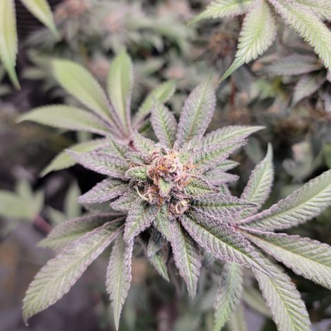 Weekend at Gary's  #1 growlog timeline photo